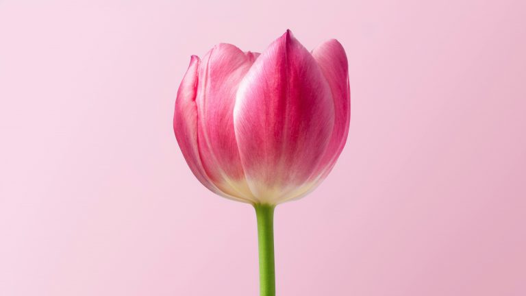 Deslumbra con la elegancia de tulipanes